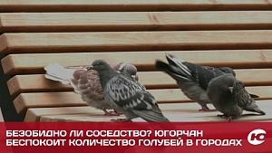 Безобидно ли соседство? Югорчан беспокоит количество голубей в городах